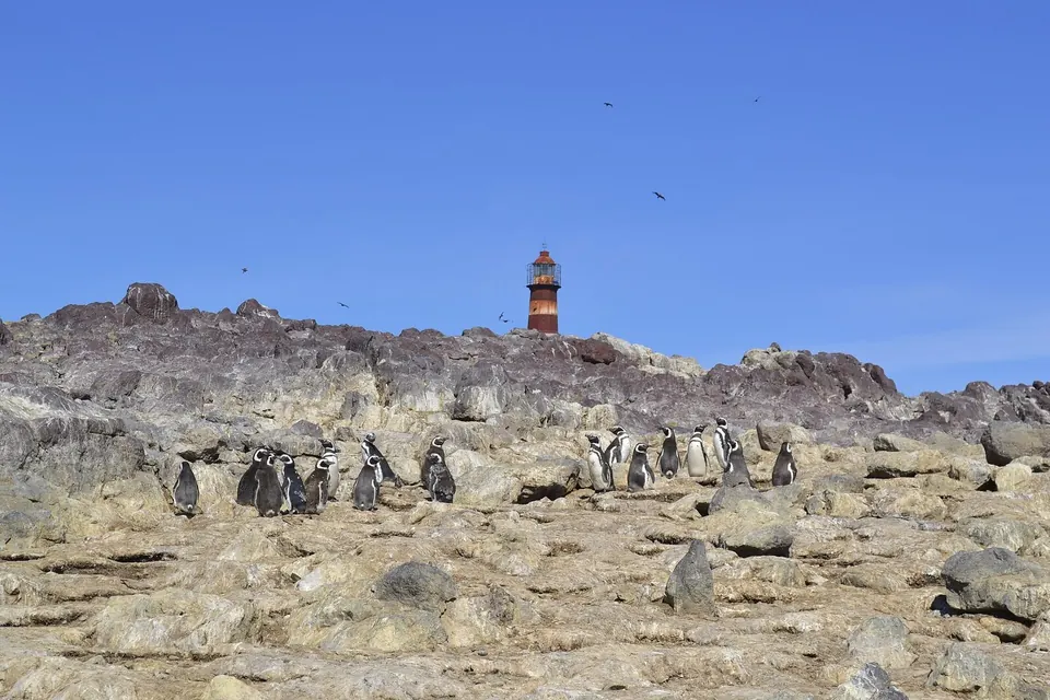 Colonia de pingüinos y el faro de Isla Pingüino, Puerto Deseado